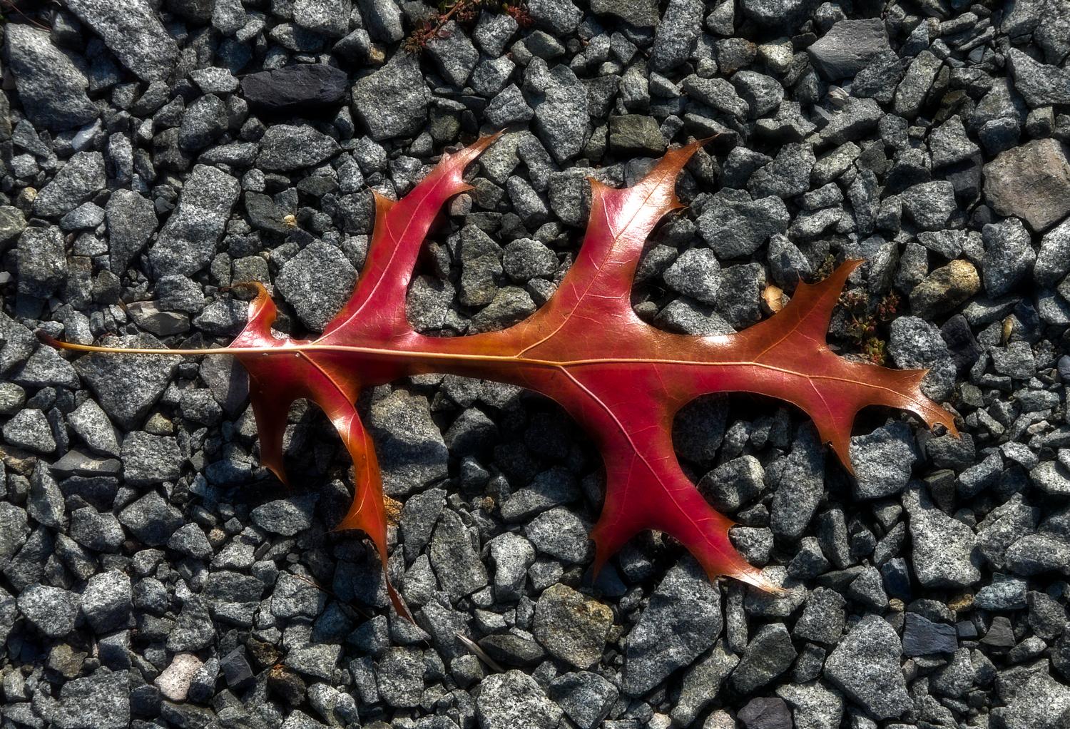  - A leaf on gravel - Panasonic DMC-FZ18 - Tony Karp, design, art, photography, techno-impressionist, techno-impressionism, aerial photography , drone , drones , dji , mavic pro , video , 3D printing - Books -