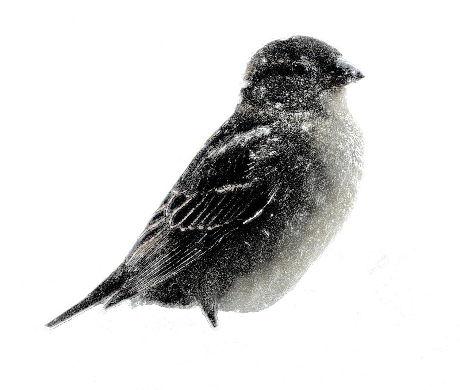 -  Panasonic DMC-FZ18 - Small bird in the snow in the manner of a mezzotint. - - art  - photography - by Tony Karp