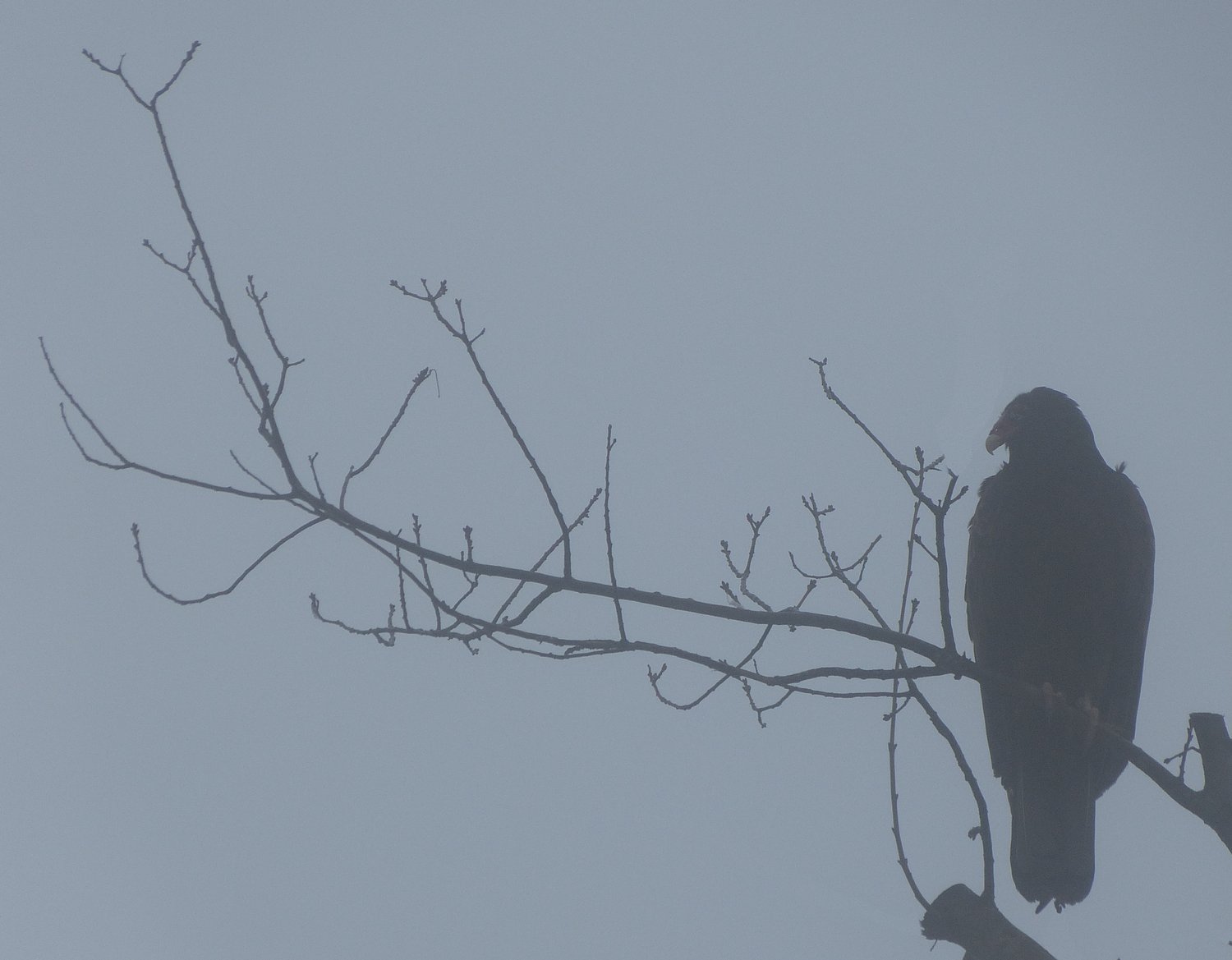  - A vulture in the winter fog. <br>--- Click to see ORIGINAL --- - -  Panasonic DMC-FZ150 - Tony Karp, design, art, photography, techno-impressionist, techno-impressionism, aerial photography , drone , drones , dji , mavic pro , video , 3D printing - Books -