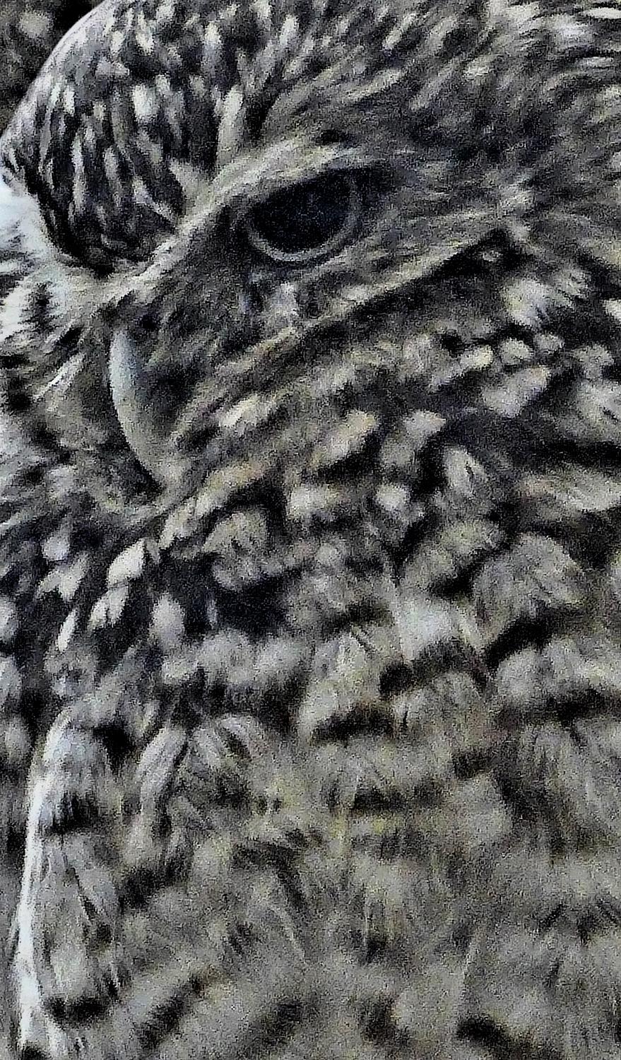  - Mr. Owl, close up, displays an impressionistic demeanor. - - Panasonic DMC-LF1 - Washington DC National zoo - Tony Karp, design, art, photography, techno-impressionist, techno-impressionism, aerial photography , drone , drones , dji , mavic pro , video , 3D printing - Books -