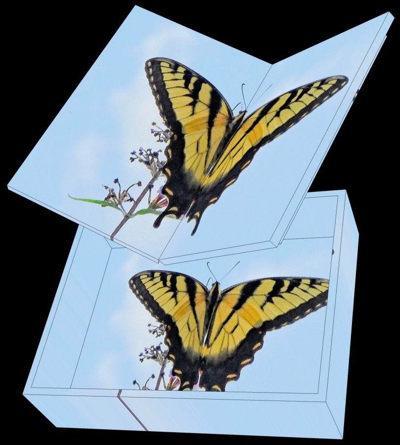 Animation - A butterfly takes wing by tony Karp