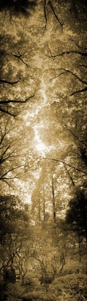 Enchanted forest - by Tony Karp