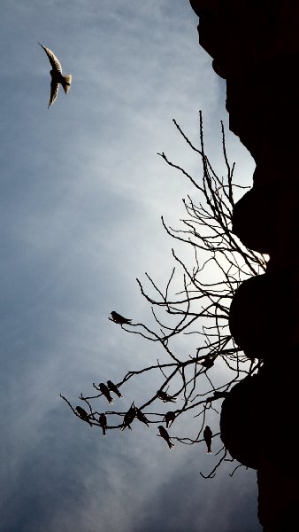 Birds of the castle - by Tony Karp