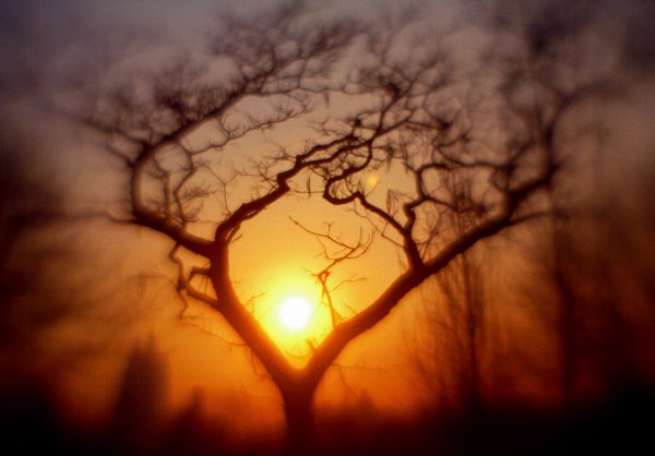 Imagination and a tree - by Tony Karp