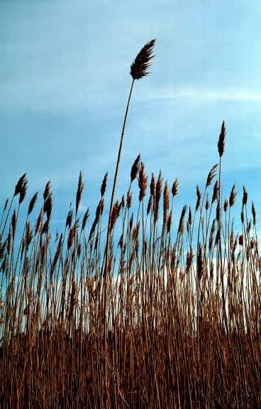 Beach reeds #1 - by Tony Karp