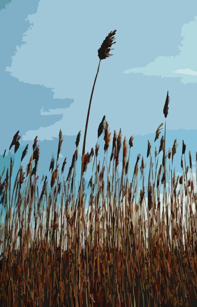 Beach reeds #2 - by Tony Karp