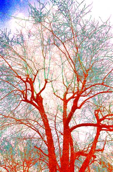 Meeting of the trees - by Tony Karp