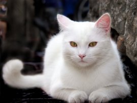 a street cat from Gubbio in Umbria italy chat