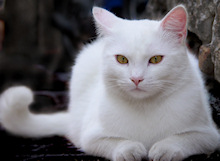 a street cat from Gubbio in Umbria italy chat