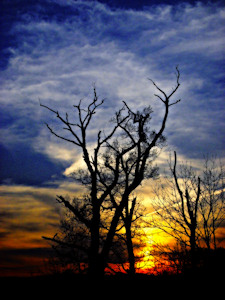 Sunset in the graveyard of trees