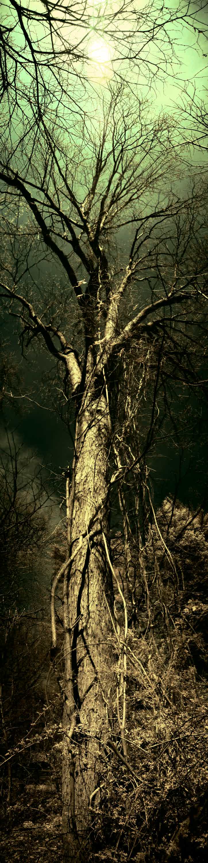 by Tony Karp