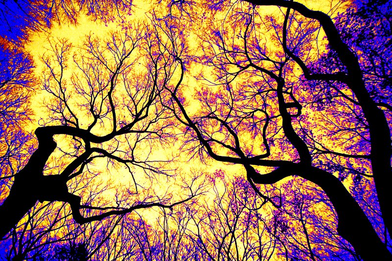 Night trees #7 - by Tony Karp