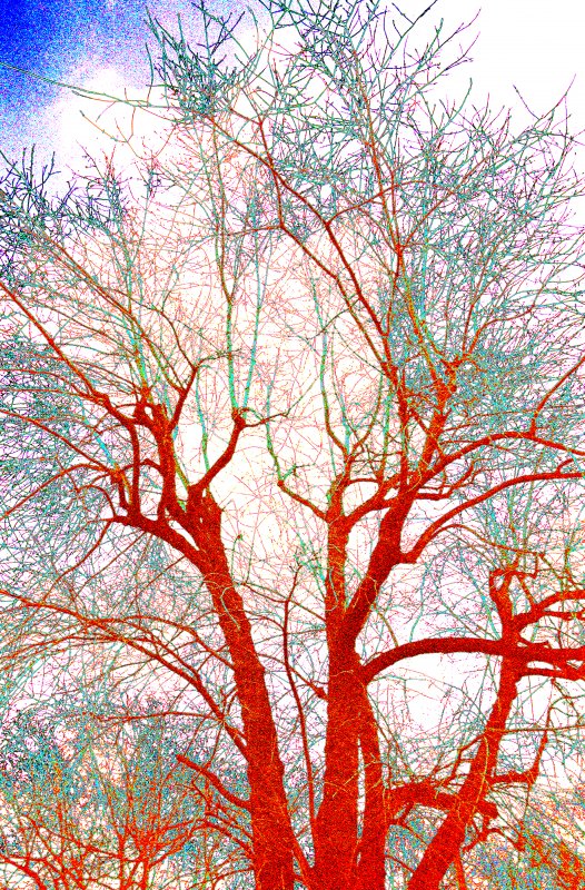 Meeting of the trees - by Tony Karp